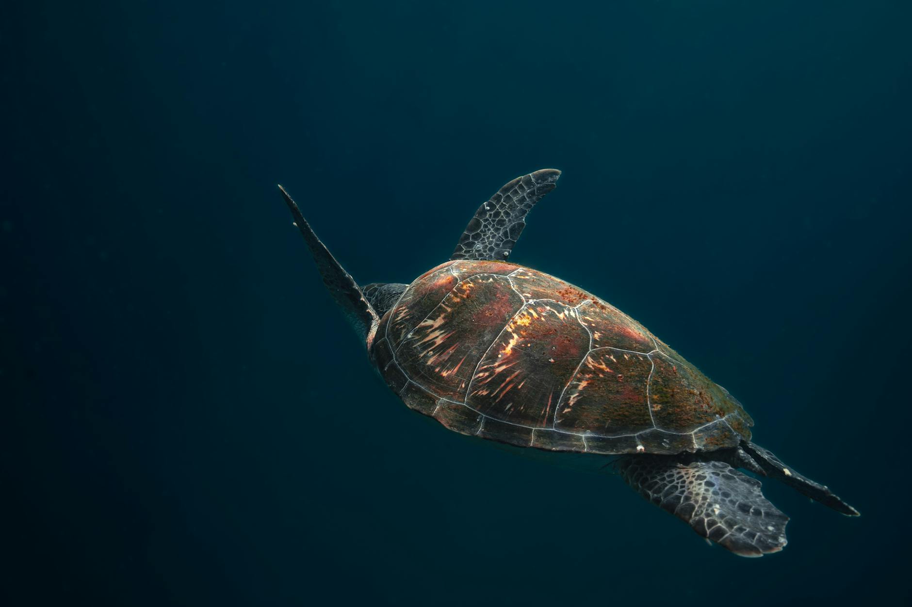 Green sea turtle swimming through clear blue ocean water near a tropical reef
