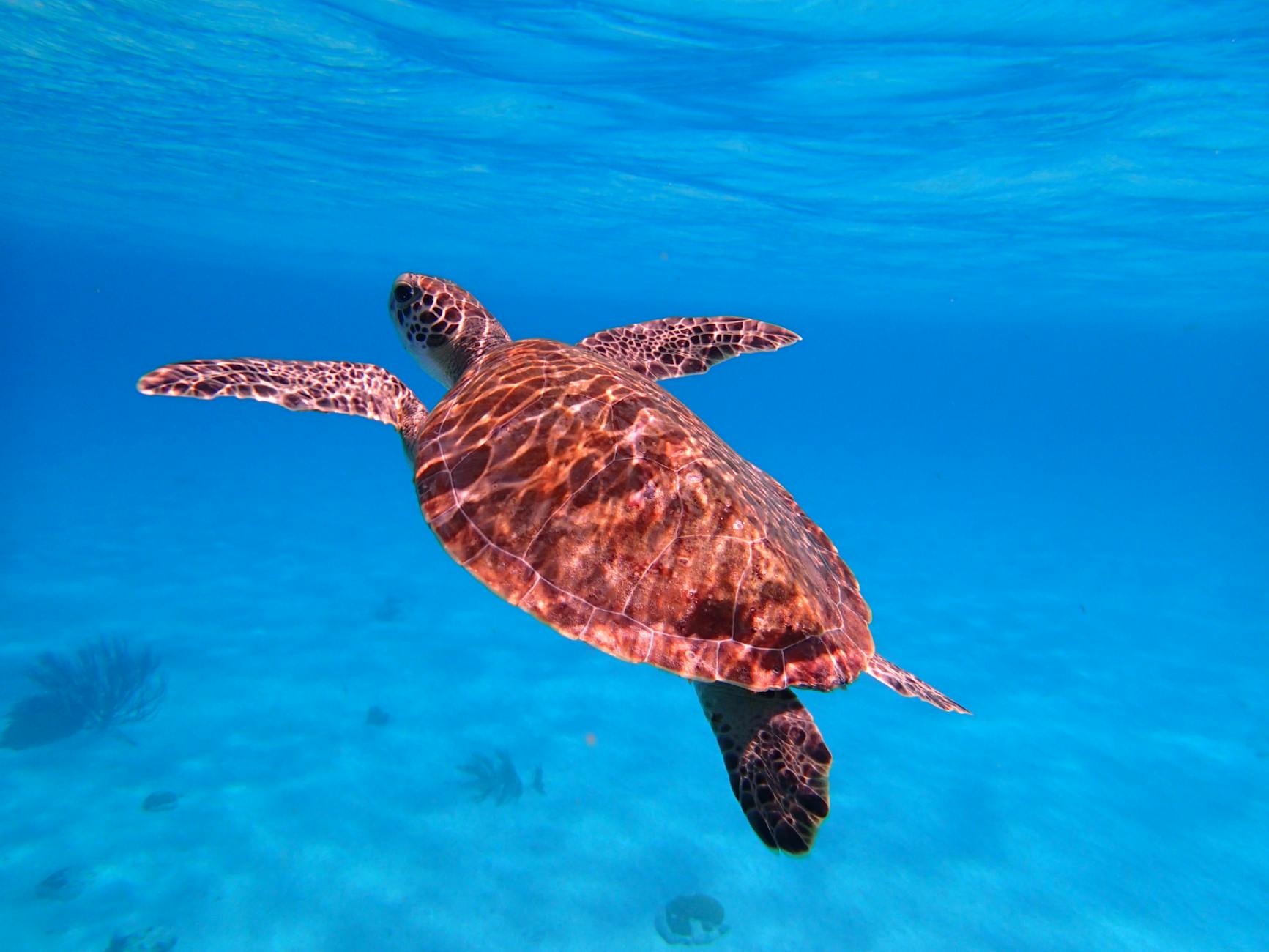 Sea turtle gliding over a Caribbean reef in turquoise water near a beach resort