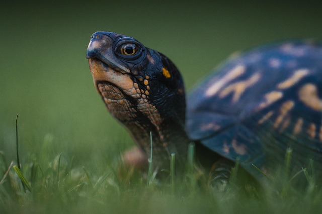 Eastern box turtle on the forest floor