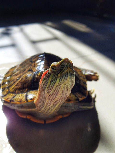 Red-eared slider turtle basking on a log
