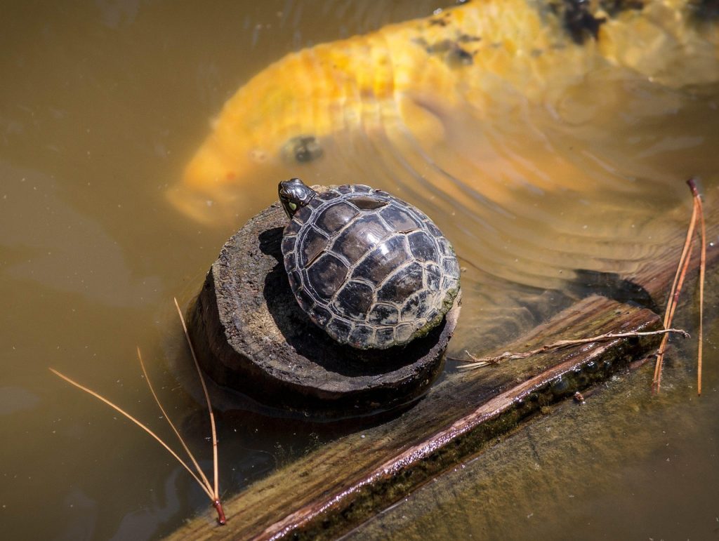 A tiny baby red eared slider hatchling, fragile and demanding to care for