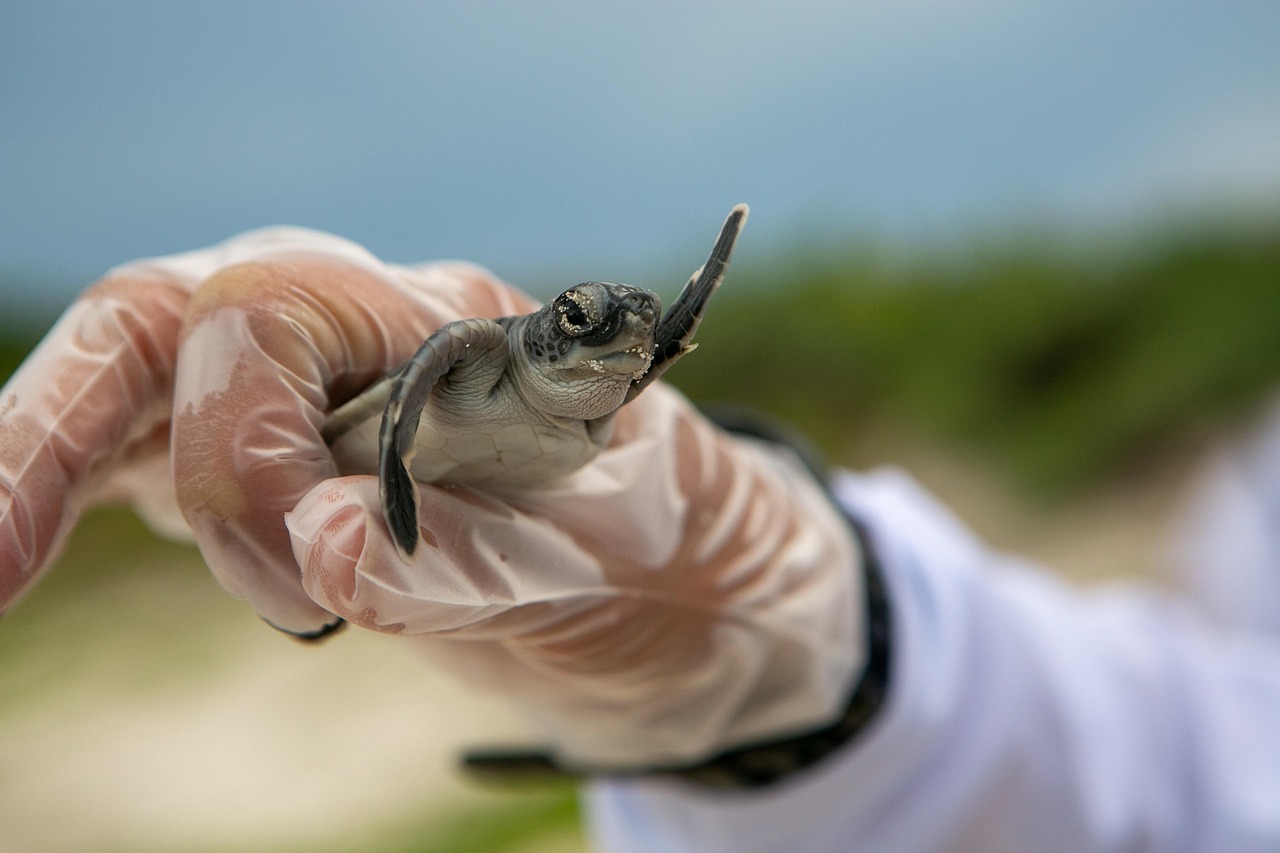 a tiny baby turtle hatchling held gently in a person's hand