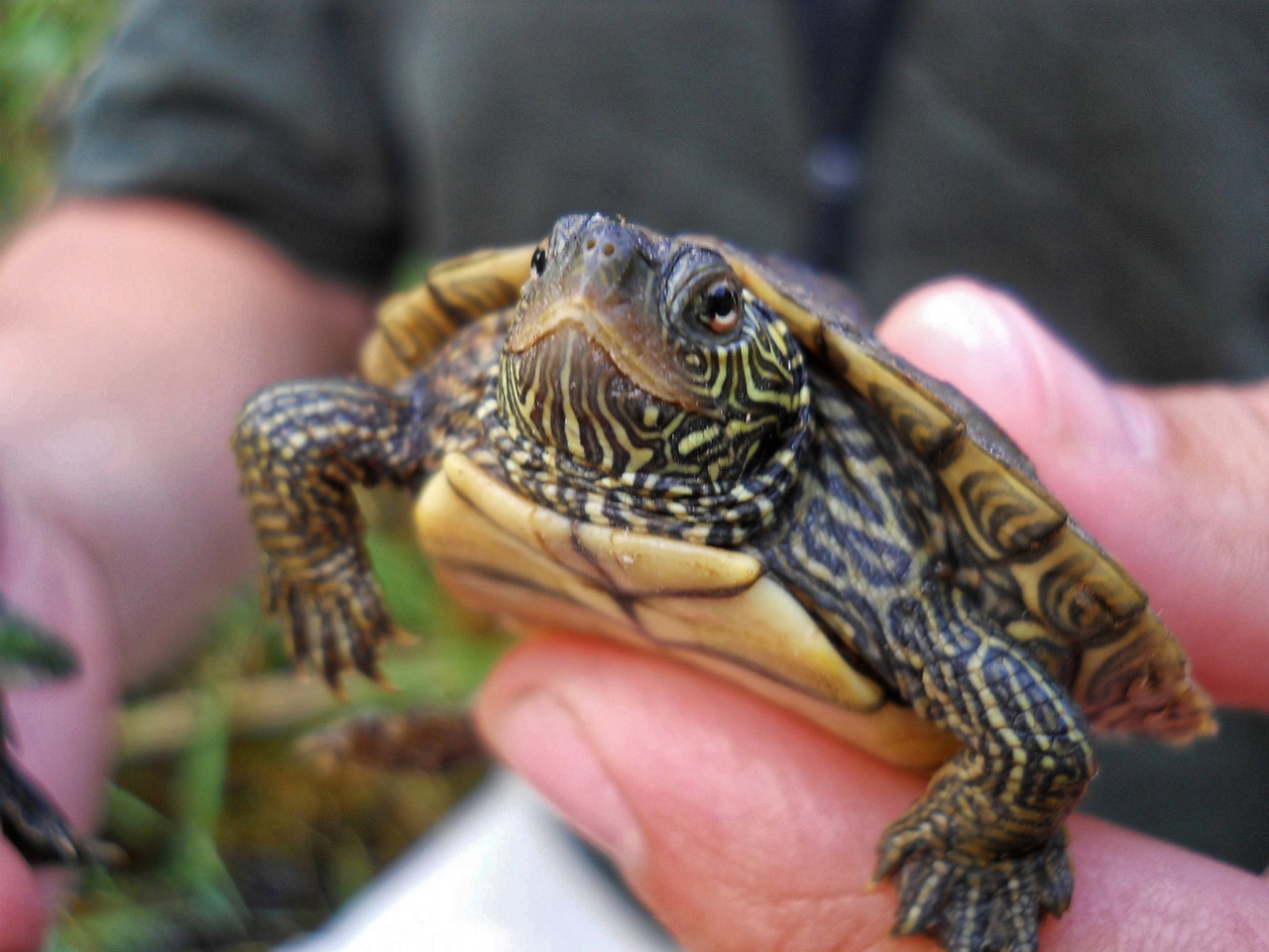 A map turtle (genus Graptemys) showing fine reticulated yellow lines, the group known for fertile wild hybrids