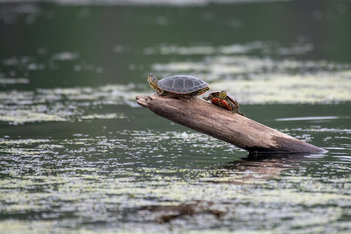 Two painted turtles basking on a log, a common Emydidae pond species