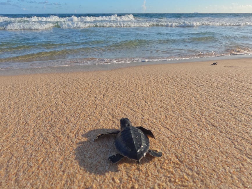 Baby sea turtle making its way to the ocean on a Florida beach