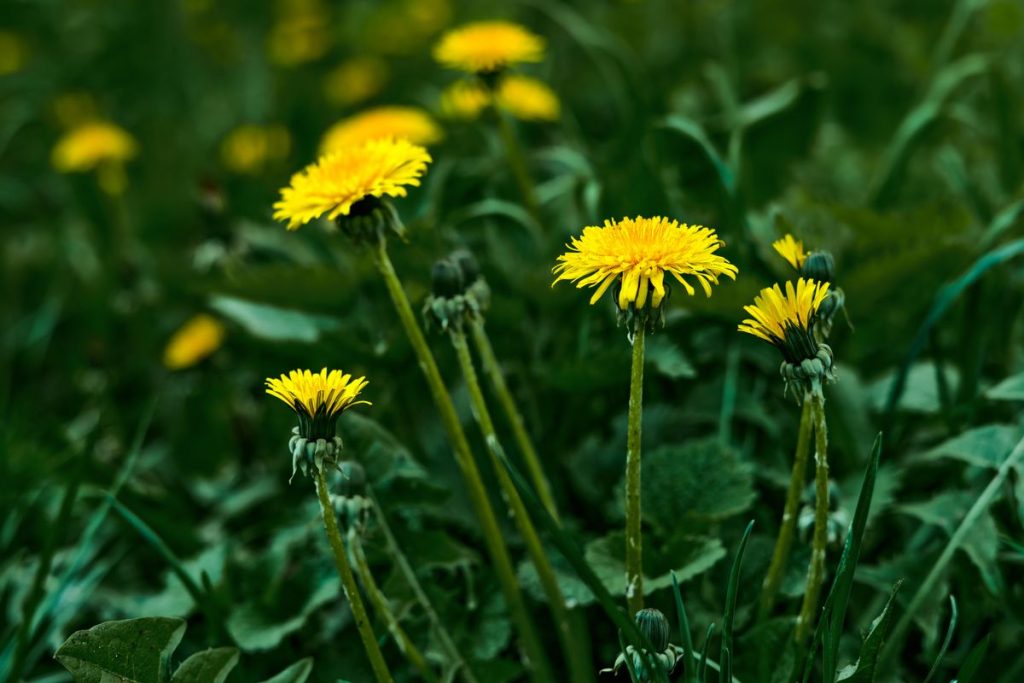 Bright yellow flowering dandelions, a safe weed for Sulcata tortoises