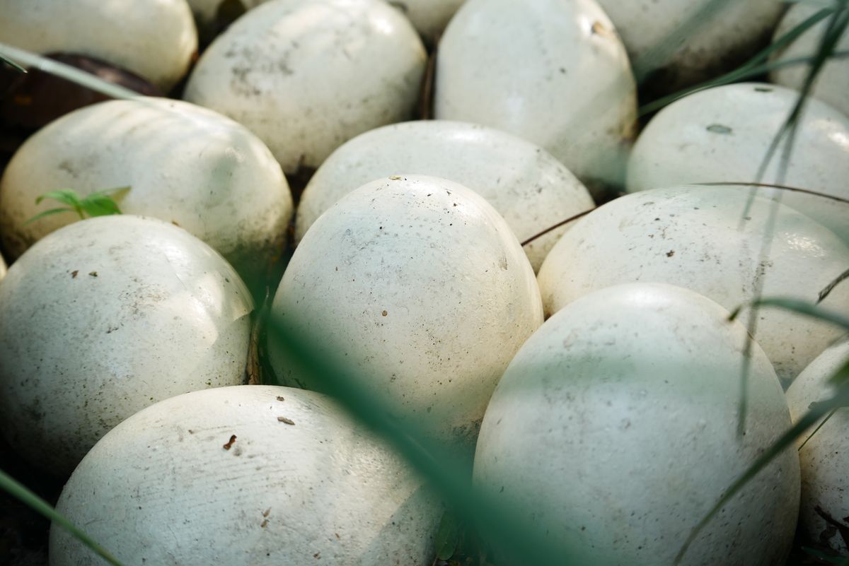 a clutch of round white turtle eggs nestled in a dirt nest