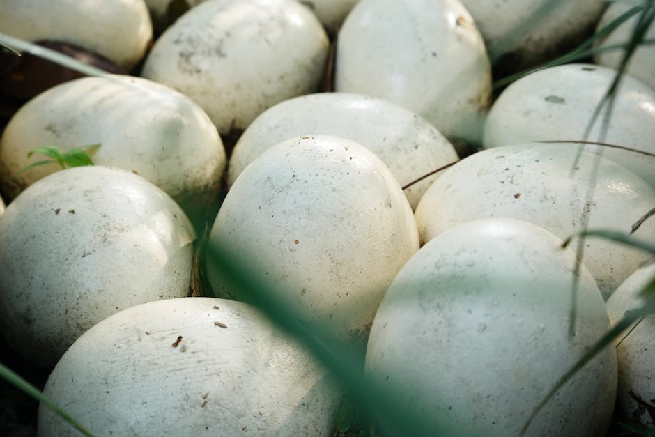 Clutch of white turtle eggs in a sandy nest