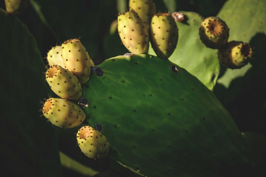 Opuntia prickly pear cactus pads, a hydrating safe food for Sulcata tortoises