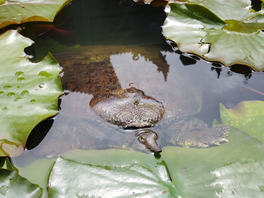 Softshell turtle swimming in deep pond water among green plants