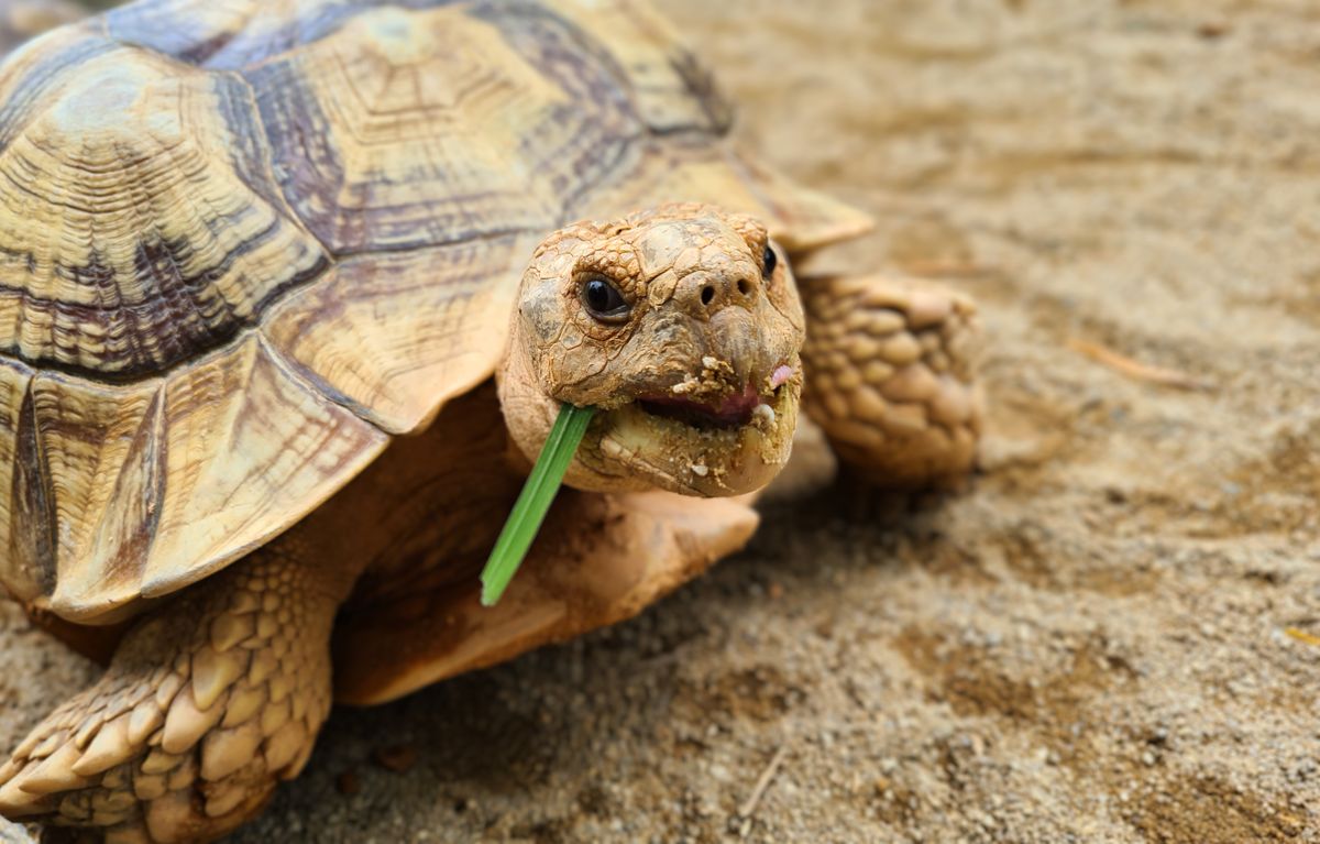 Sulcata African spurred tortoise grazing on grass, a species that must never hibernate