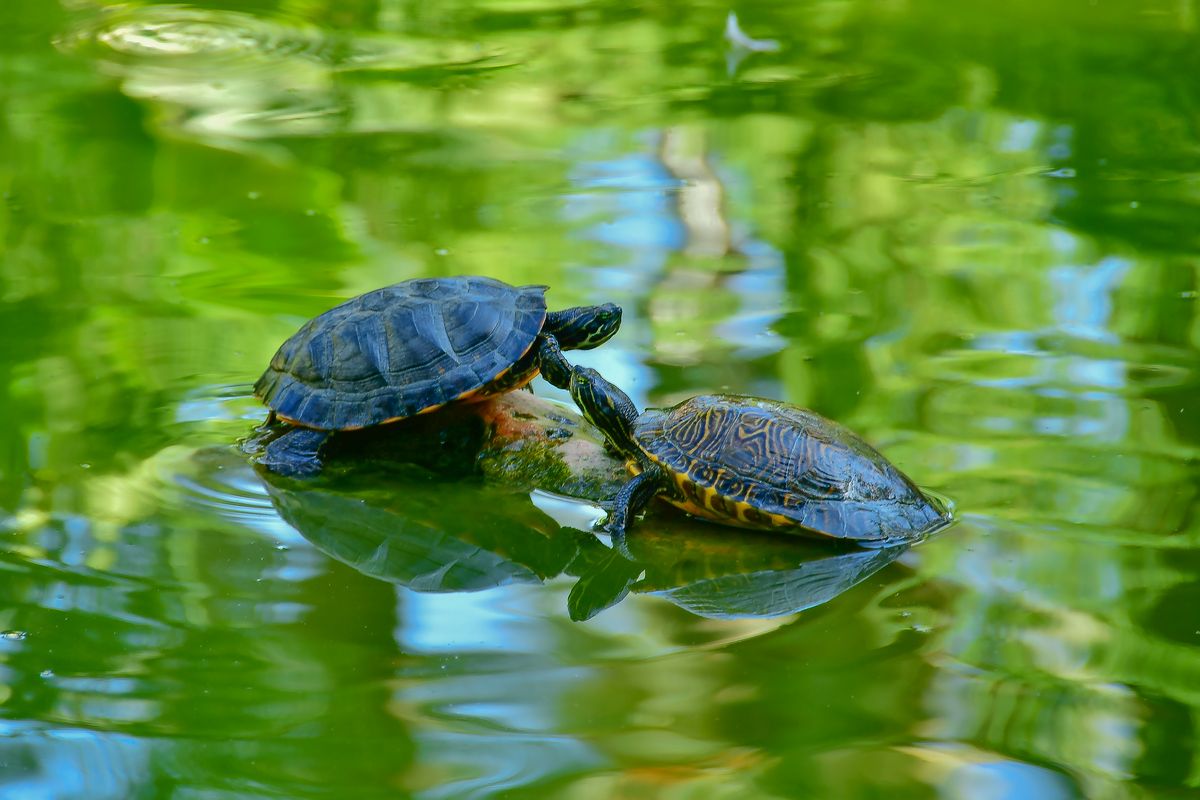 Two slider turtles close together in a pond during the breeding season