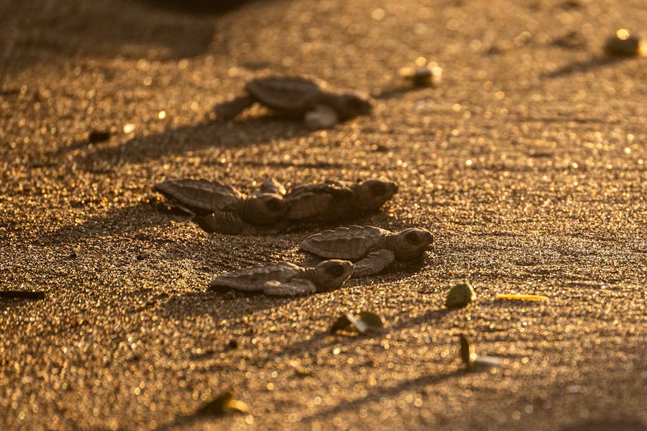 Sea turtle hatchlings crawling across the sand toward the ocean