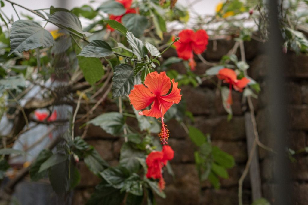 Red hibiscus flower, a safe edible flower for Sulcata tortoises