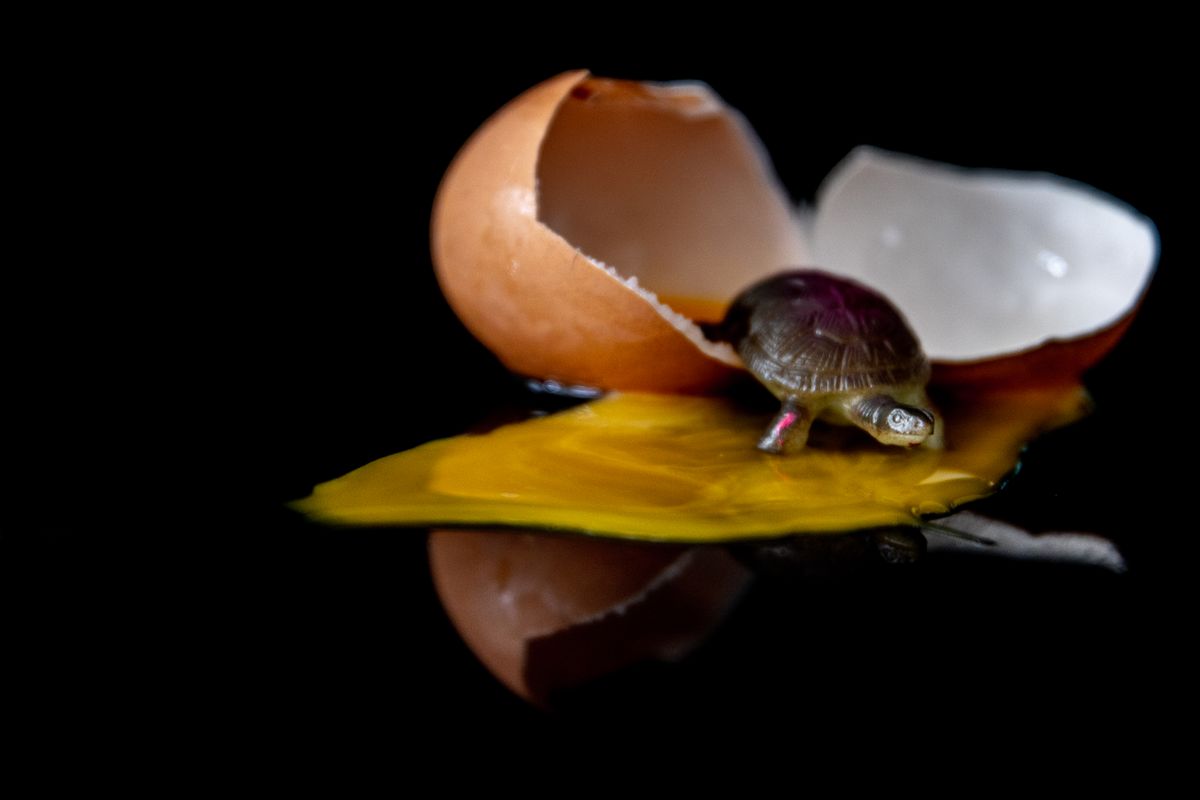 a baby turtle emerging from a cracked white eggshell