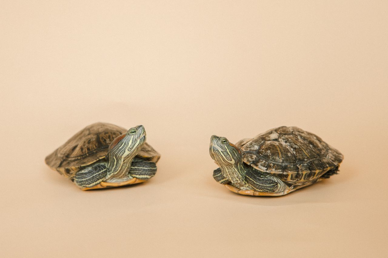 Two red eared slider turtles side by side