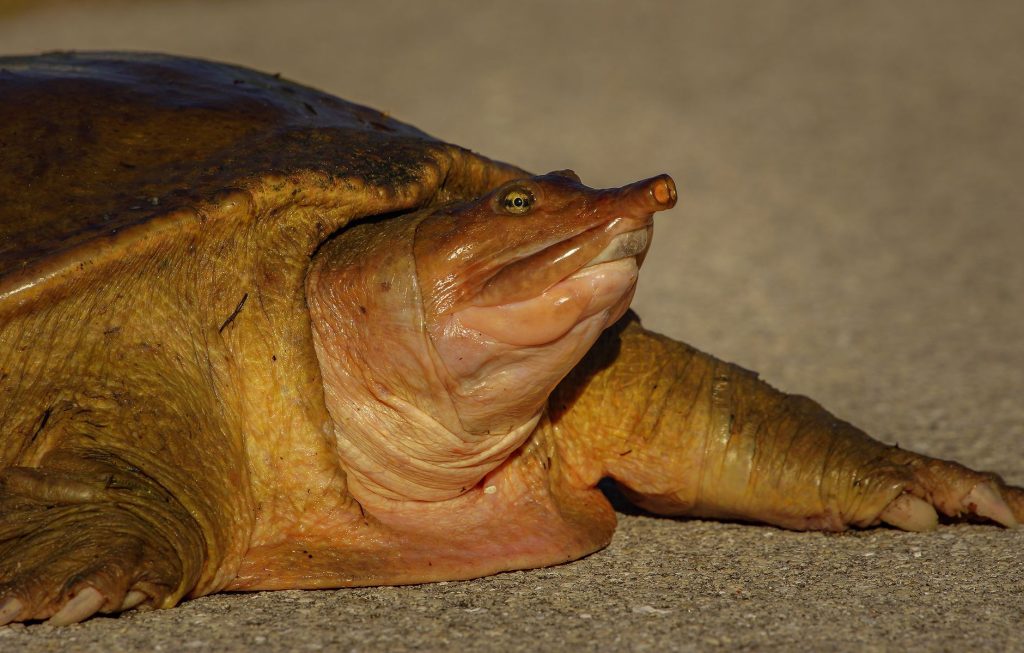 Florida softshell turtle basking on land in the sun