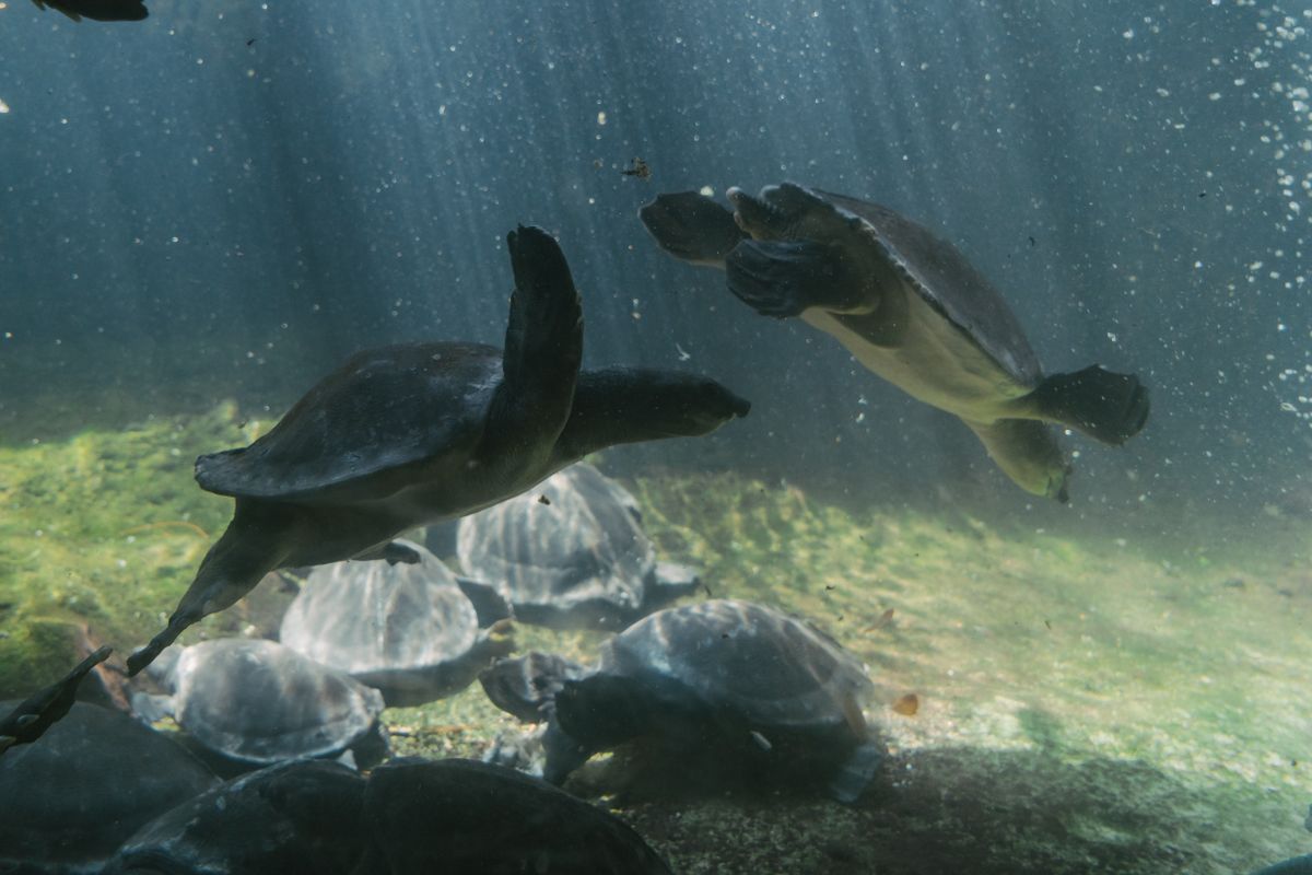 Aquatic turtles swimming underwater where mating takes place