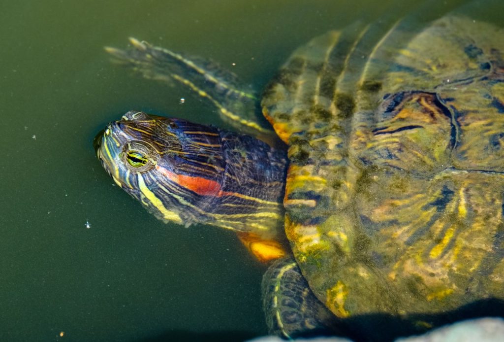 A red eared slider turtle swimming underwater, where mating takes place