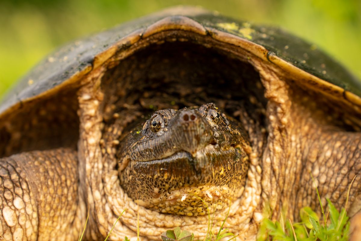 A common snapping turtle (Chelydra serpentina), a different family that cannot breed with painted turtles