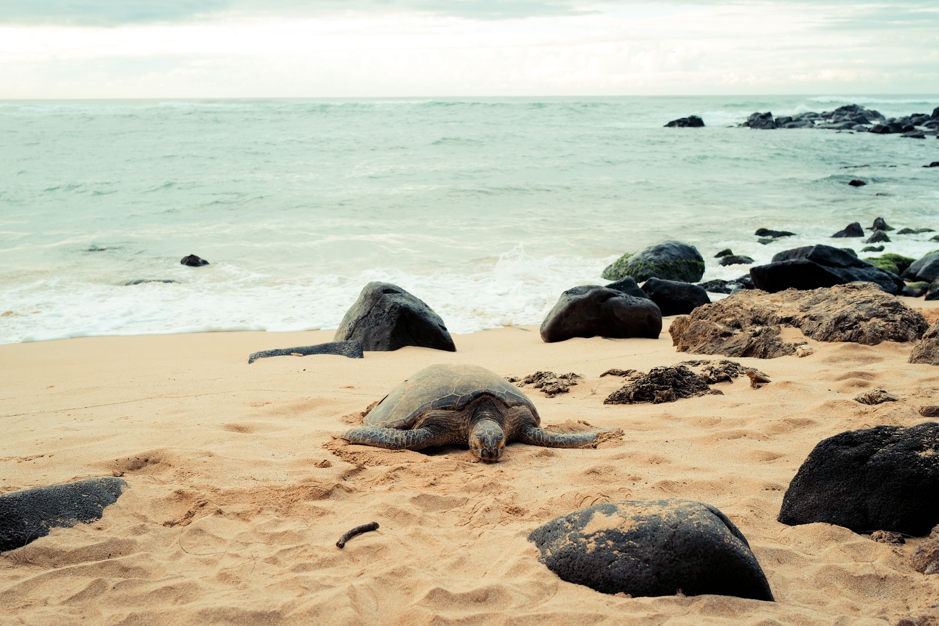 An adult sea turtle resting on a sandy beach near the shoreline
