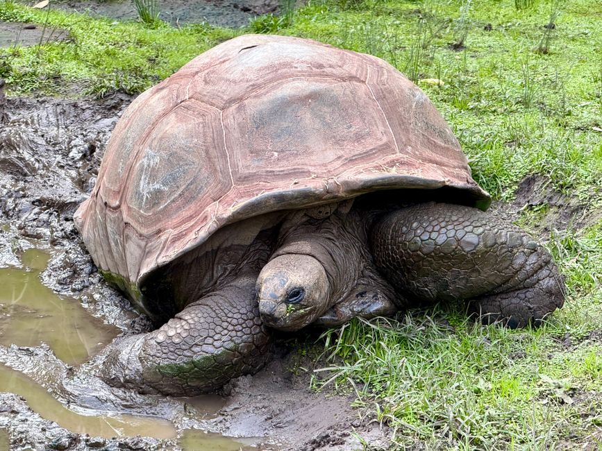 Giant tortoise wallowing in a shallow mud puddle instead of deep water