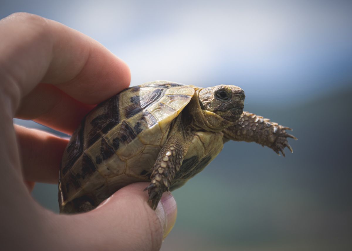 Small young tortoise held in a hand, showing how size helps tell a tortoise's age