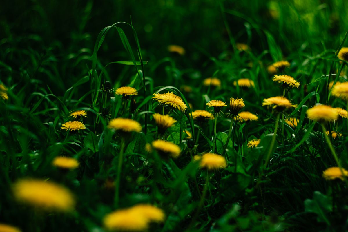 Field of yellow dandelions, a safe staple weed for Russian tortoises