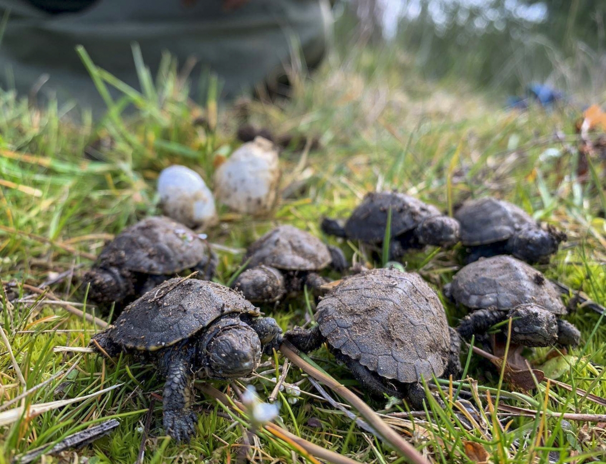 Freshwater pond turtle beside a clutch of eggs in the soil