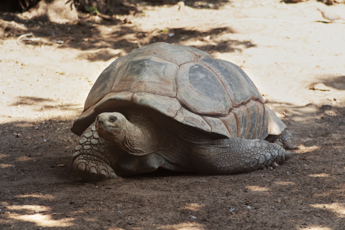 Giant tortoise, one of the longest-living species that can live nearly 200 years