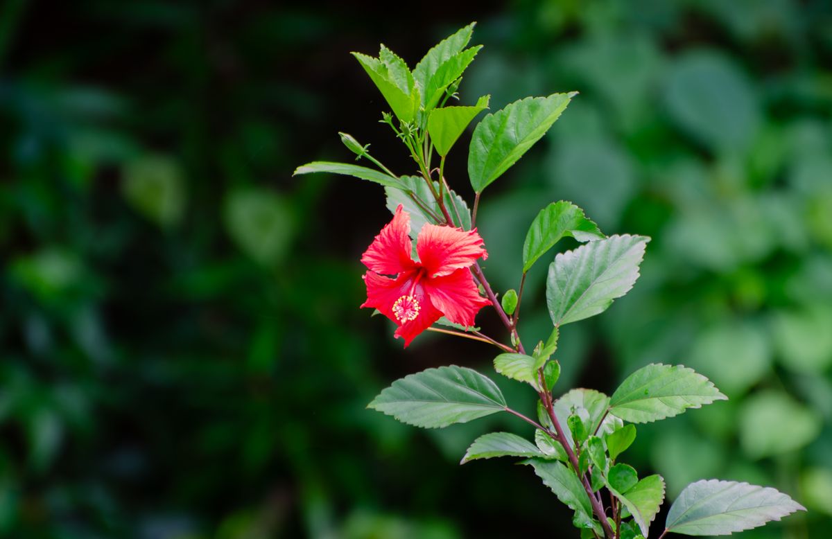 Red hibiscus flower, a safe edible flower treat for Russian tortoises