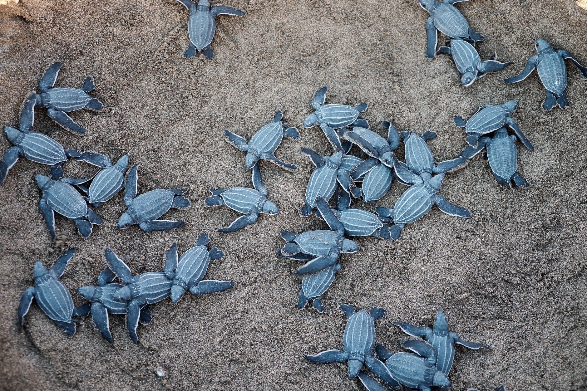 Newly hatched leatherback sea turtles crawling on a sandy beach