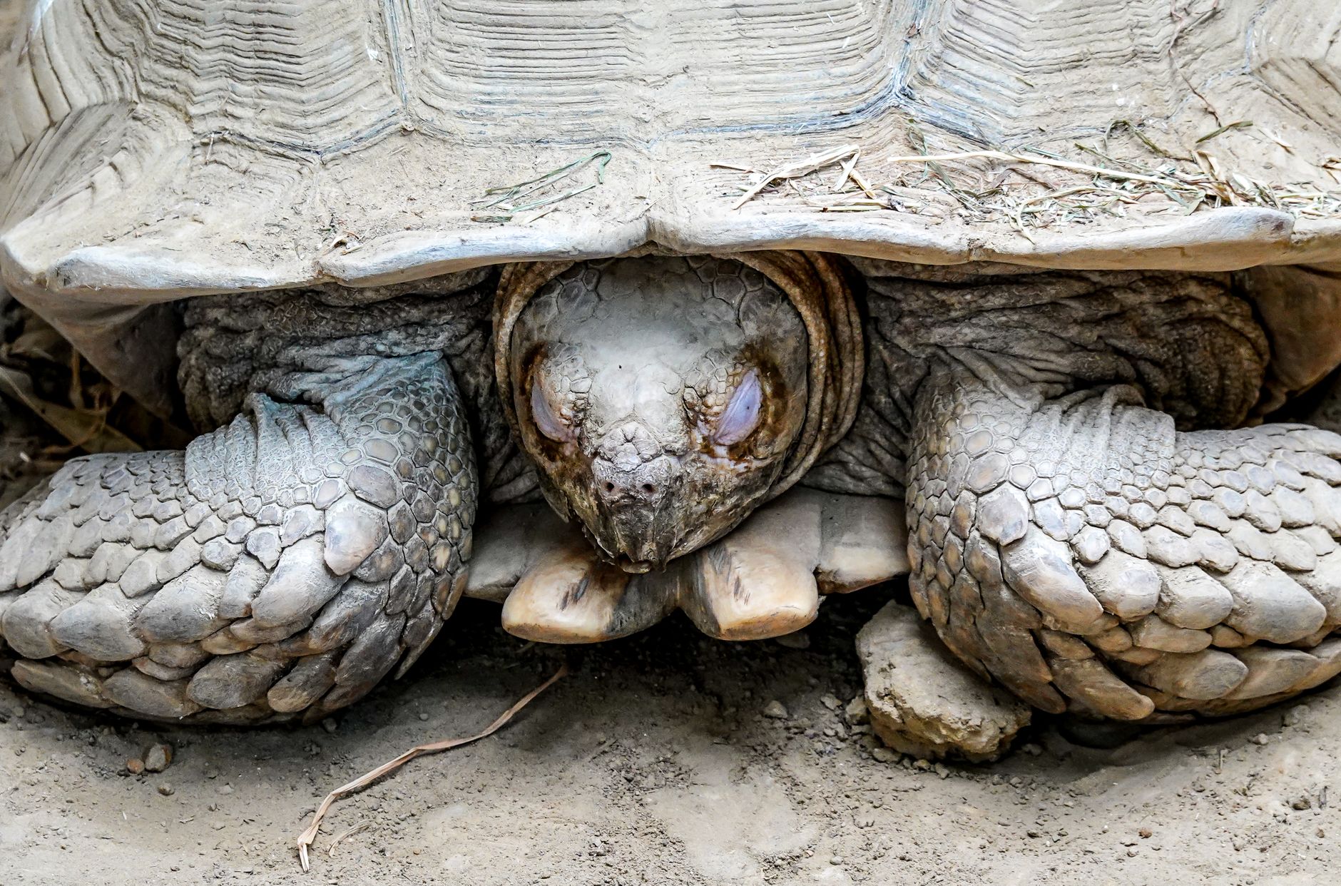 Close-up of a tortoise with head and limbs pulled tightly inside its shell