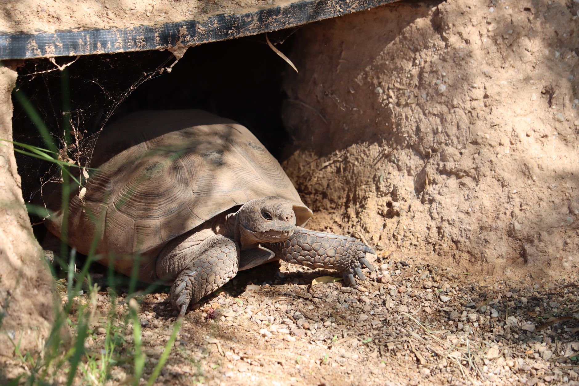 Tortoise emerging from a dug burrow, the digging-down behaviour tortoises show when winding down for the season