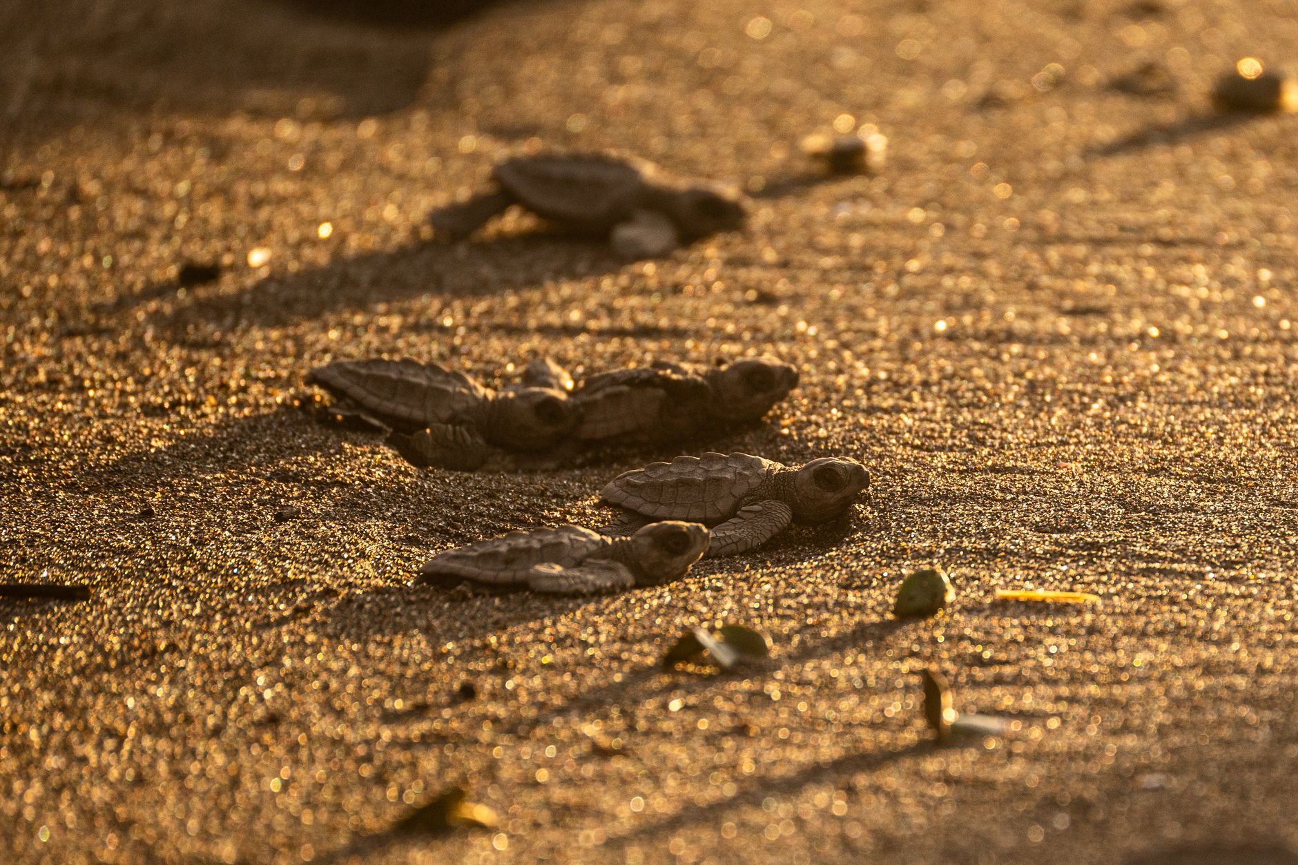 A group of sea turtle hatchlings crawling across the sand toward the ocean