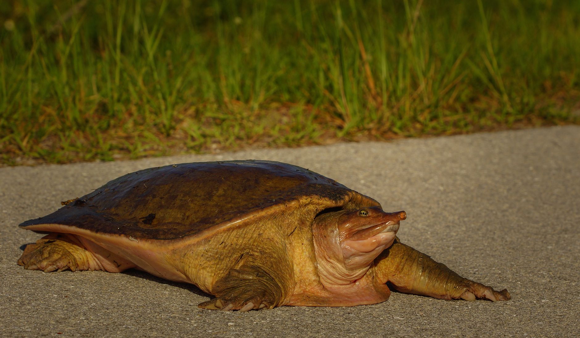 Close-up of a softshell turtle on land near a grassy area