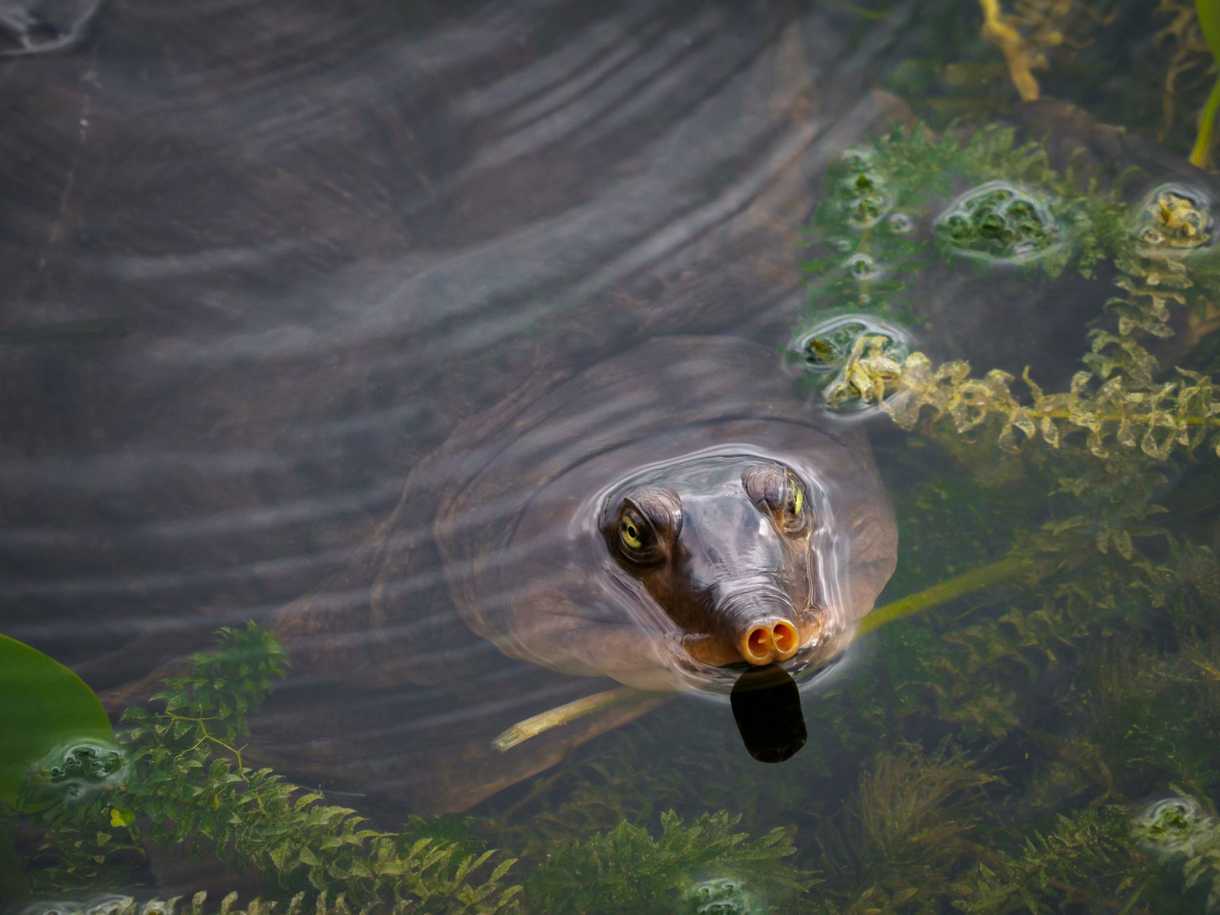 A softshell turtle partially submerged in water showing its tubular snout