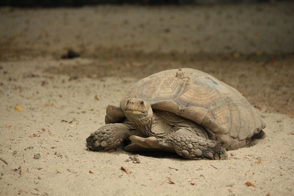 Sulcata tortoise resting on dry sandy ground