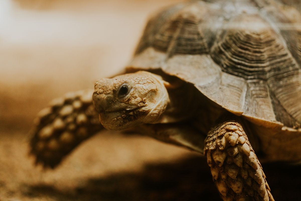 Close-up of a tortoise shell used to measure straight carapace length for a healthy weight check