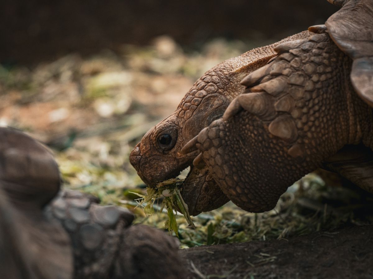 Tortoise munching on fresh greenery, the base of a healthy Russian tortoise diet