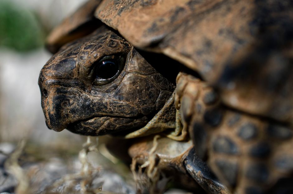 Close-up of a tortoise head showing the nostrils it uses to breathe