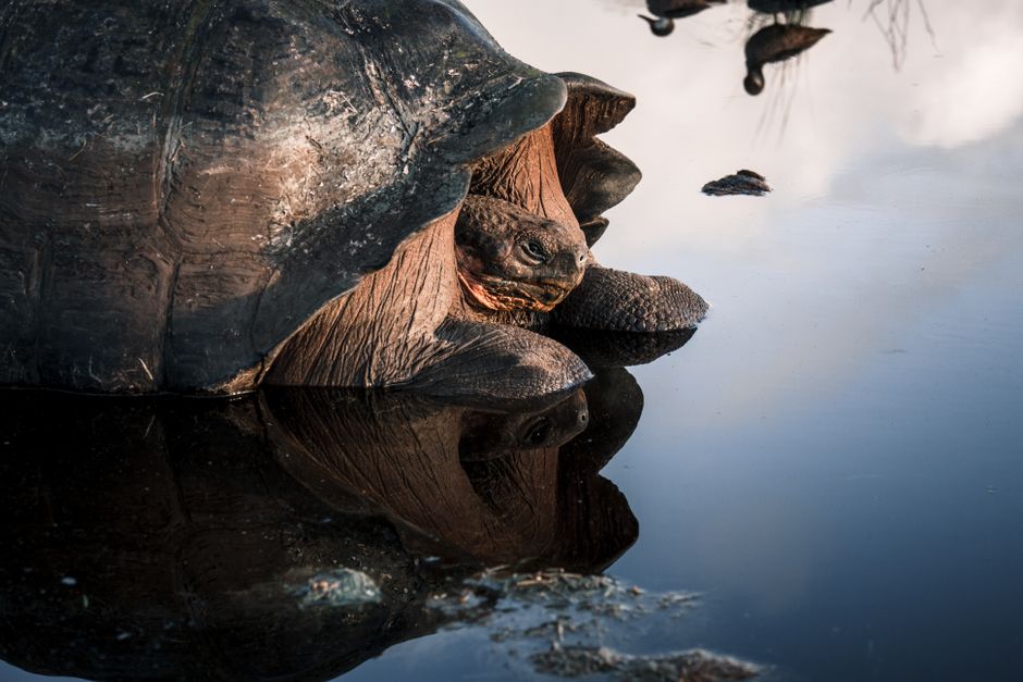Giant tortoise at the edge of a waterhole with its head just above the water