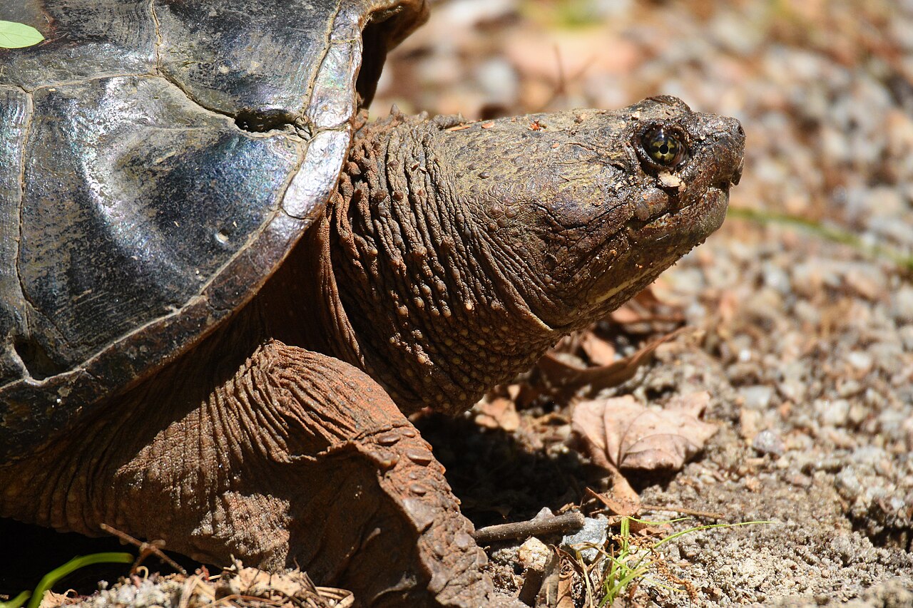 A turtle digging a nest hole in soil to lay eggs