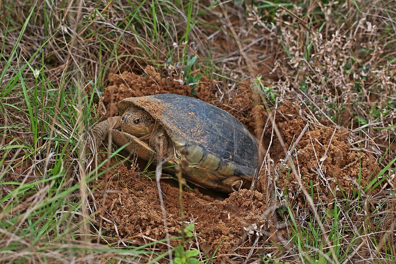 A freshwater turtle laying eggs in a dug nest