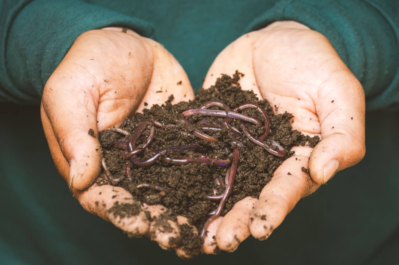 Earthworms in soil, a safe weekly protein source for red footed tortoises