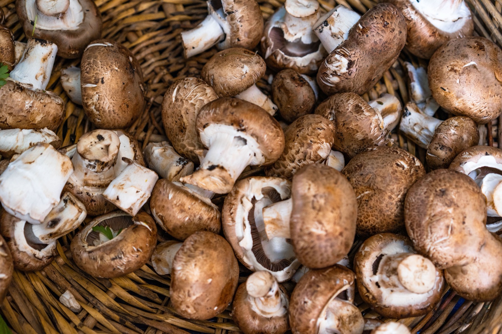 Fresh brown mushrooms in a basket, safe in small amounts for red footed tortoises