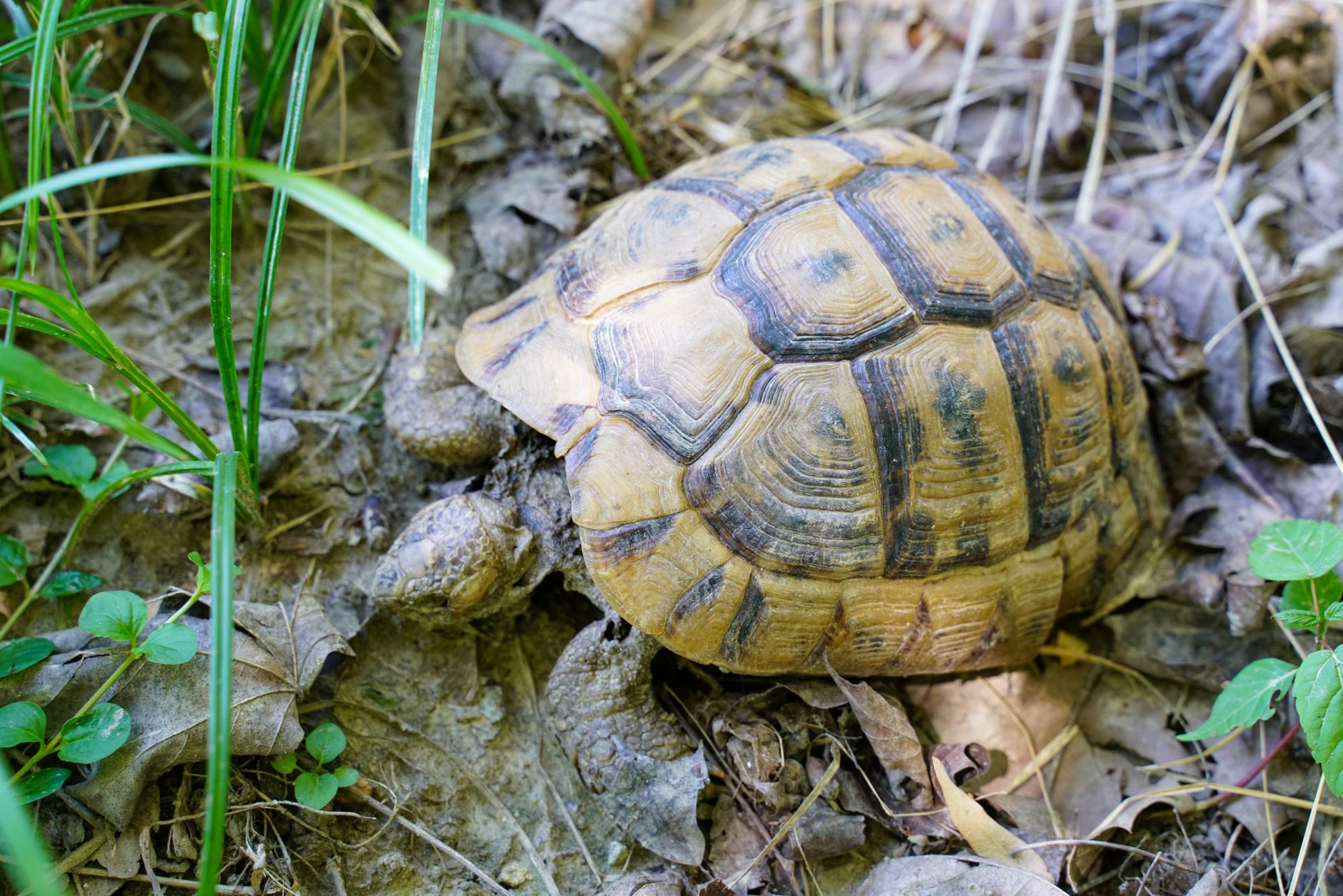 A Hermanns tortoise in its natural habitat, the most cold hardy of the common pet tortoise species