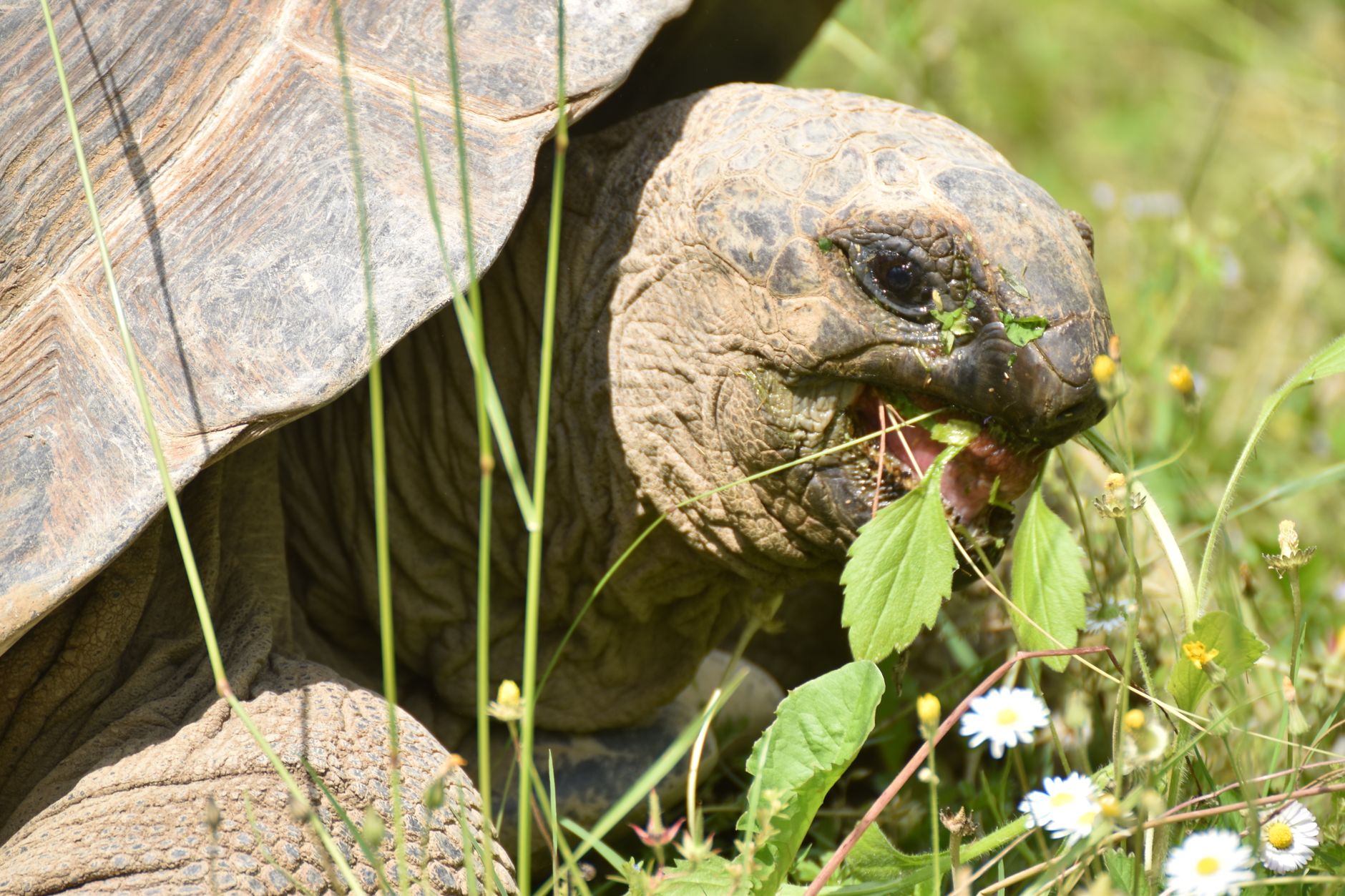 A tortoise grazing on grass and wildflowers, the normal appetite that disappears once the temperature drops below 60F