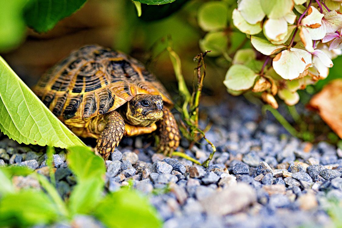 A tortoise tucked under broad green leaves in an outdoor garden enclosure, using planting as overnight cover