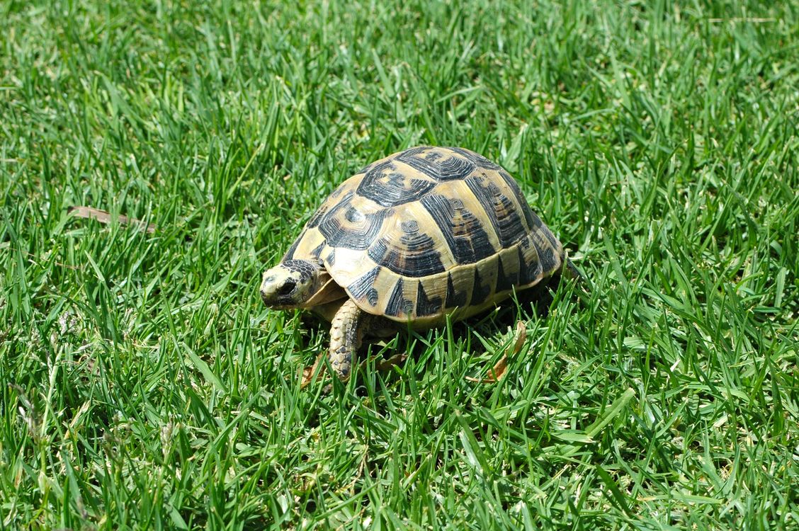 A Hermann's tortoise basking in full sun on green grass, one of the species that brumates over winter